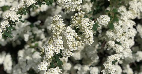 Klippa brudspirea